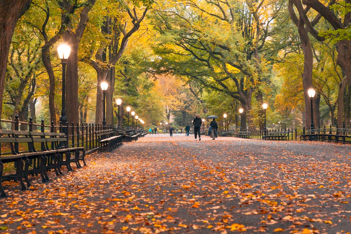 A calm, tree-lined path in Central Park, New York City
